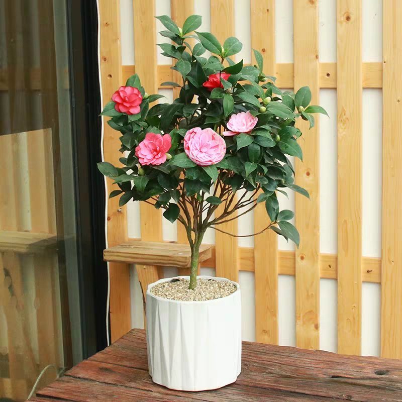 茶花盆栽带花苞发货浓香型五色茶花带土球保湿