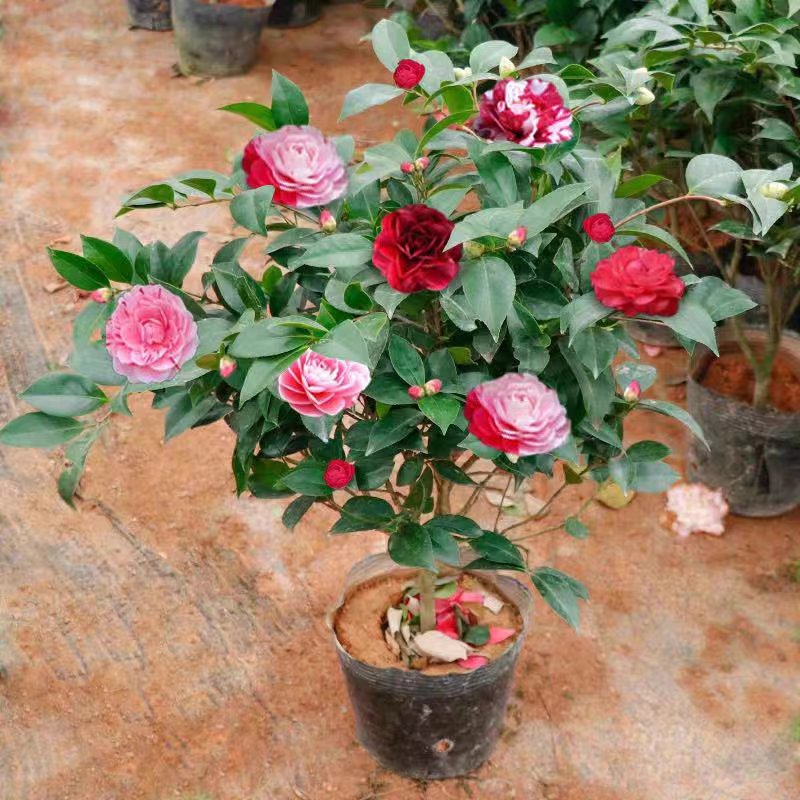 茶花盆栽带花苞发货浓香型五色茶花带土球保湿