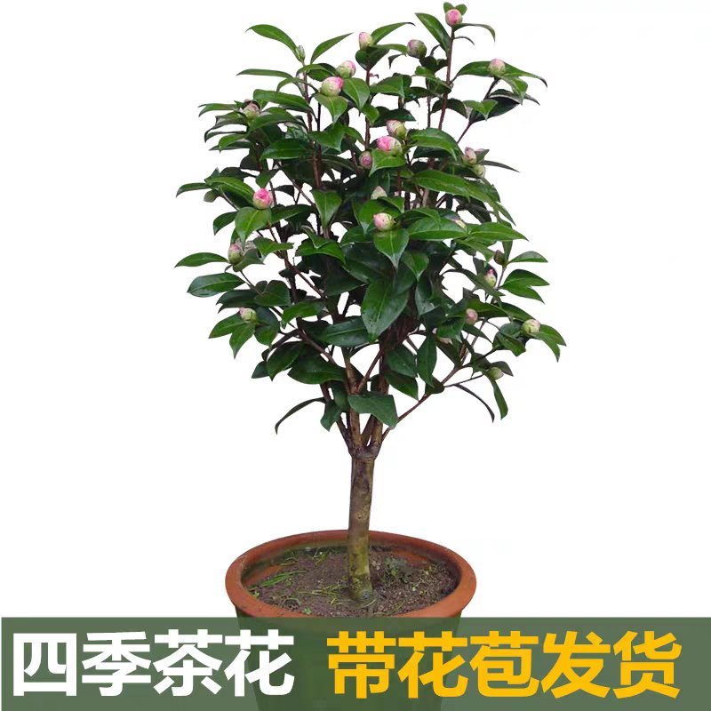 茶花盆栽带花苞发货浓香型五色茶花带土球保湿