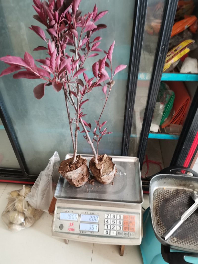 紫叶矮樱小杯苗，小灌木，色块苗，基地直供，