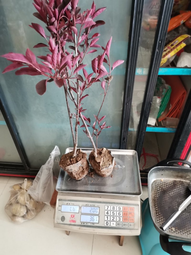 紫叶矮樱小杯苗，小灌木，色块苗，基地直供，