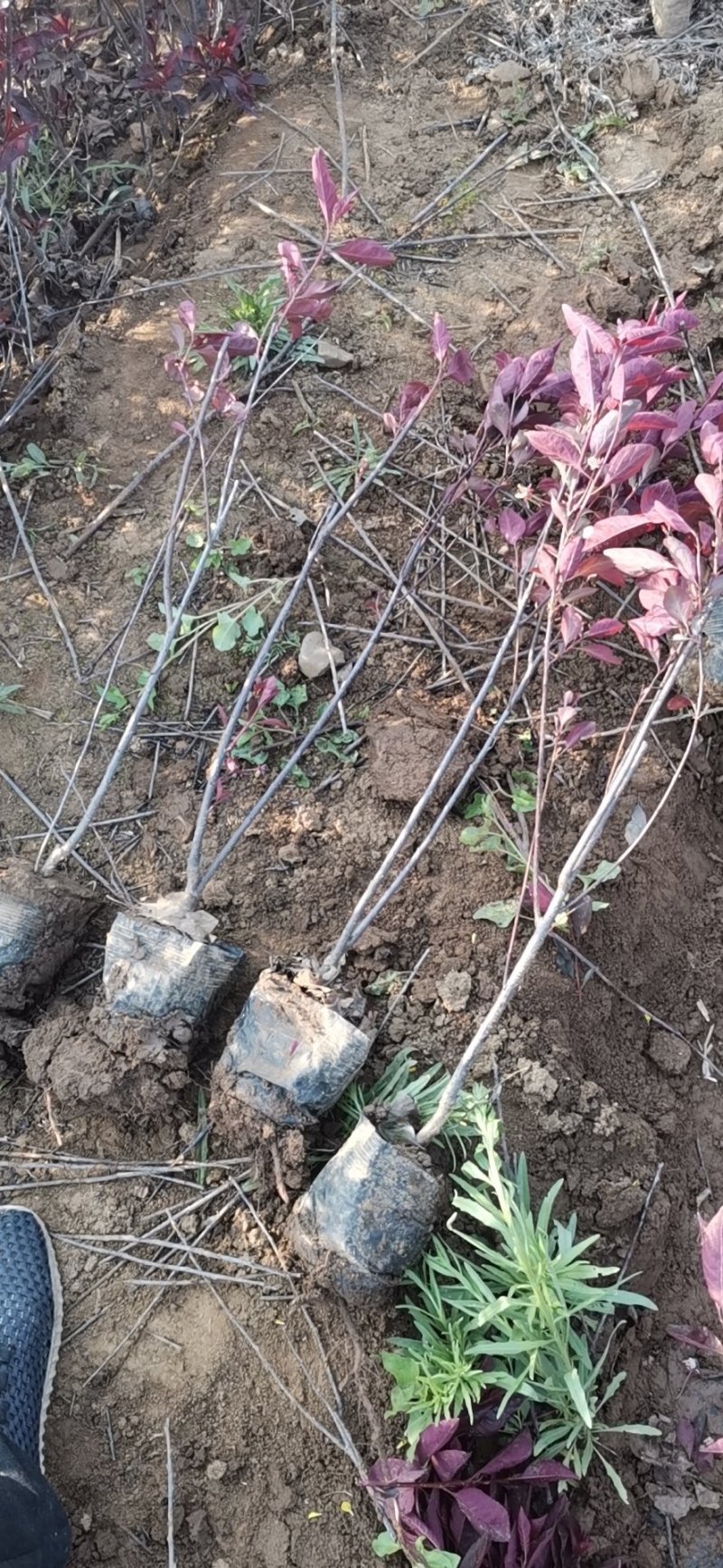 紫叶矮樱小杯苗，小灌木，色块苗，基地直供，