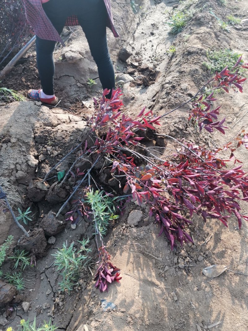 紫叶矮樱小杯苗，小灌木，色块苗，基地直供，