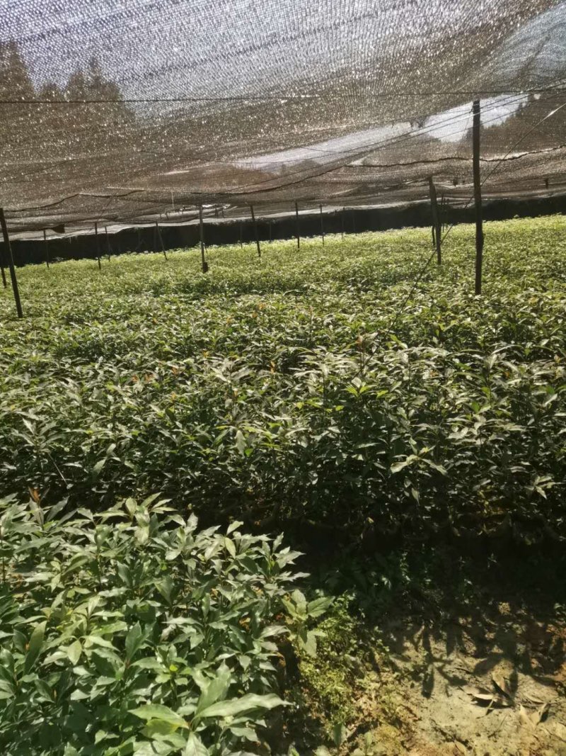 金丝桢楠木树苗，数量30万以上，杯苗