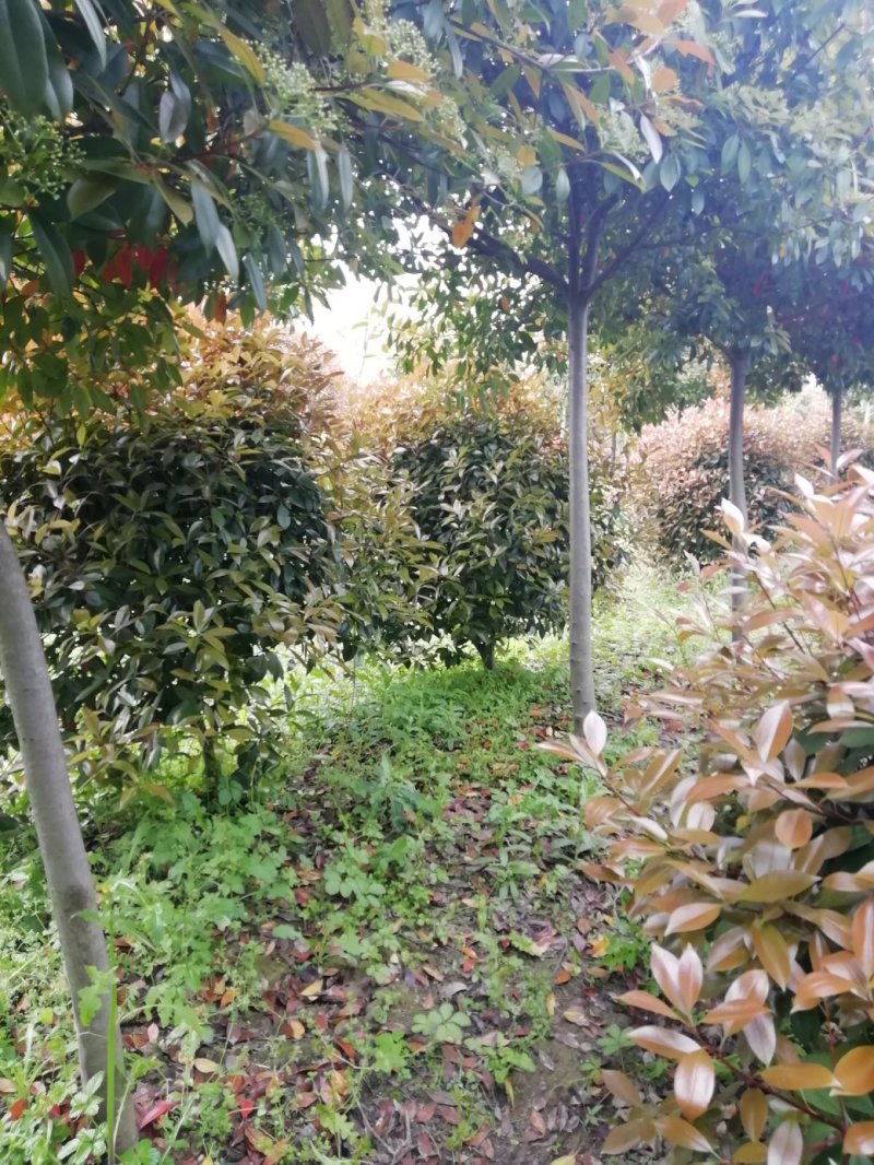 湖北孝感，高杆红叶石楠大量出售，杆直冠圆，