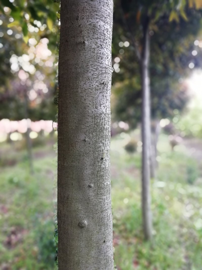 湖北孝感，高杆红叶石楠大量出售，杆直冠圆，