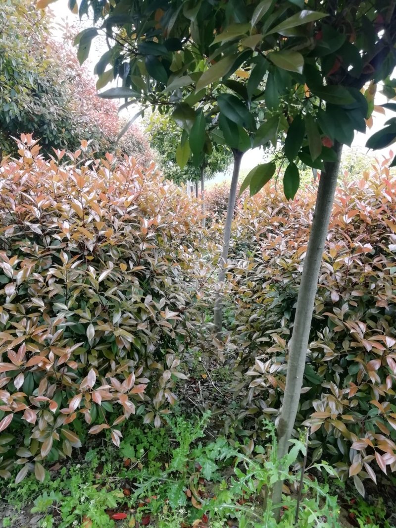 湖北孝感，高杆红叶石楠大量出售，杆直冠圆，