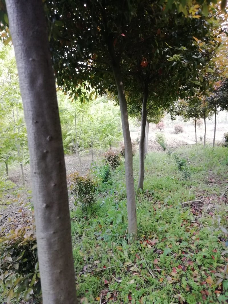 湖北孝感，高杆红叶石楠大量出售，杆直冠圆，