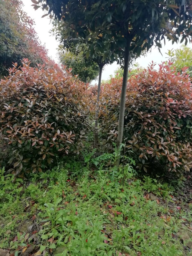 湖北孝感，高杆红叶石楠大量出售，杆直冠圆，