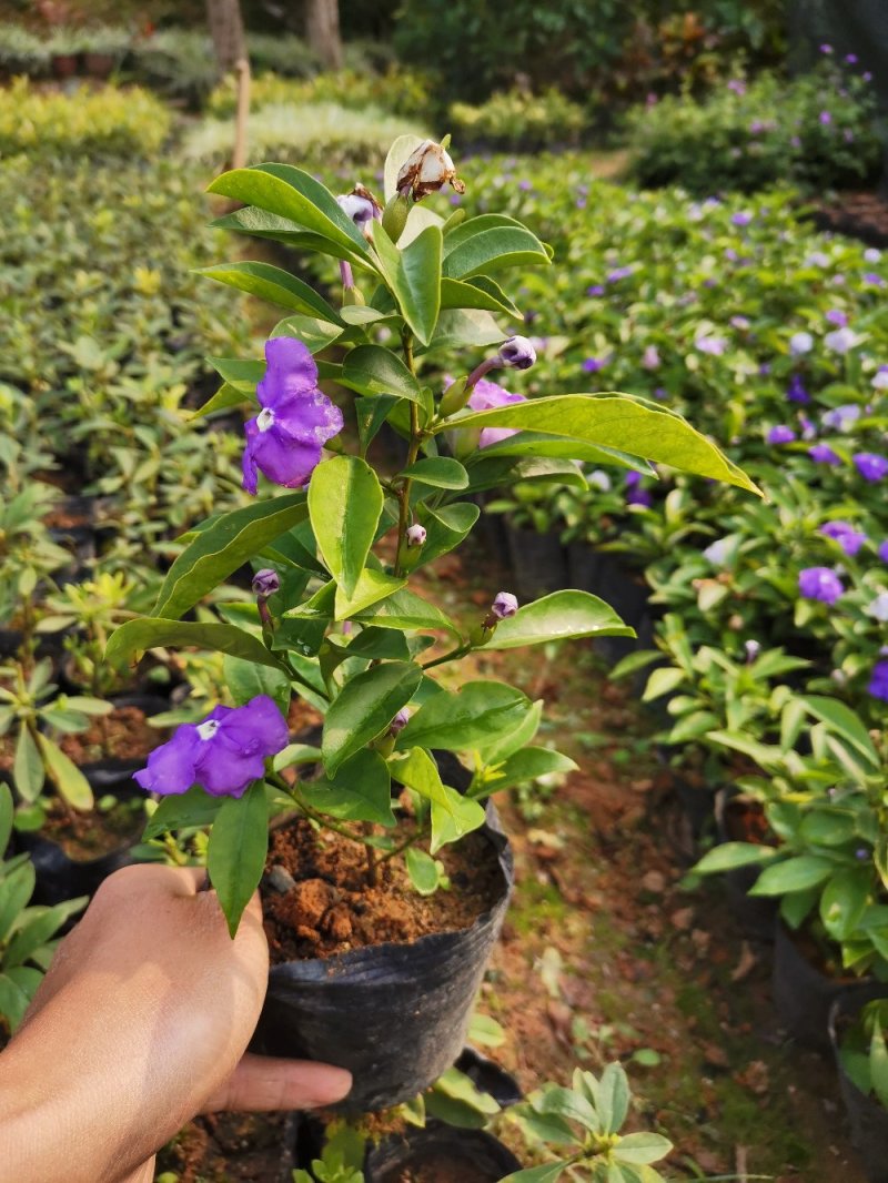 鸳鸯茉莉(双色茉莉)花叶紫白色，花香清香不腻