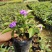 鸳鸯茉莉(双色茉莉)花叶紫白色，花香清香不腻