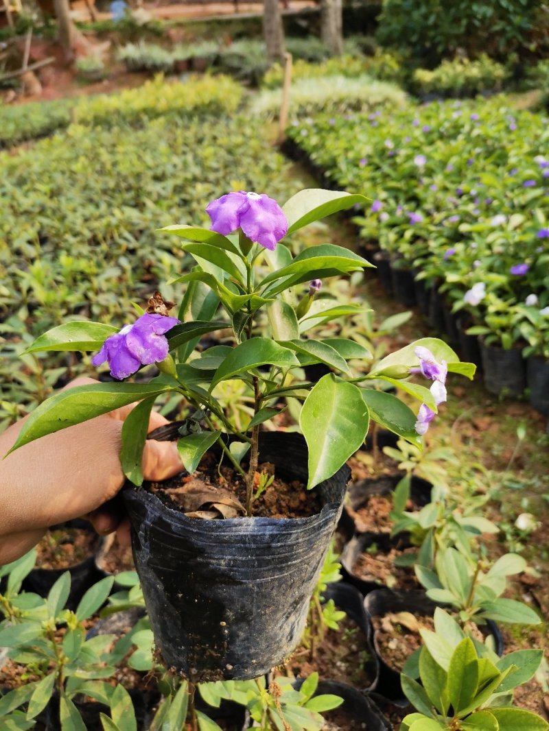 鸳鸯茉莉(双色茉莉)花叶紫白色，花香清香不腻
