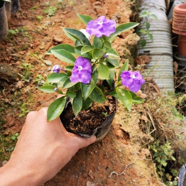 鸳鸯茉莉(双色茉莉)花叶紫白色，花香清香不腻