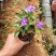 鸳鸯茉莉(双色茉莉)花叶紫白色，花香清香不腻