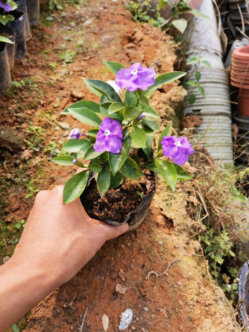 鸳鸯茉莉(双色茉莉)花叶紫白色，花香清香不腻