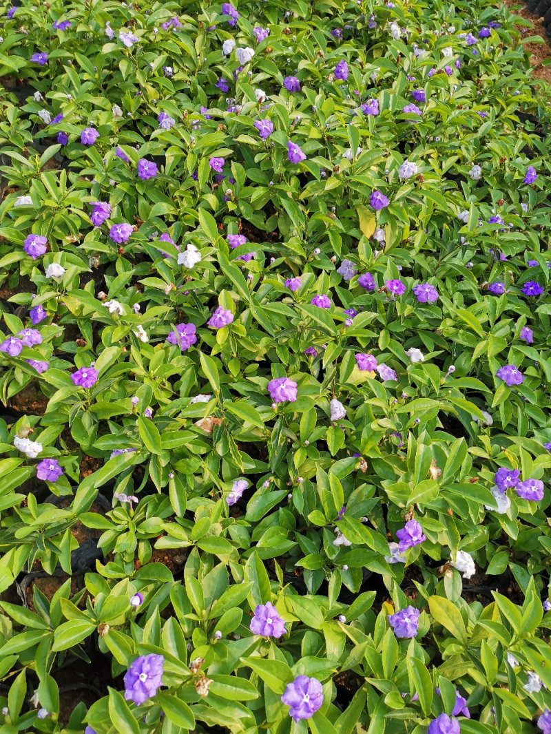 鸳鸯茉莉(双色茉莉)花叶紫白色，花香清香不腻
