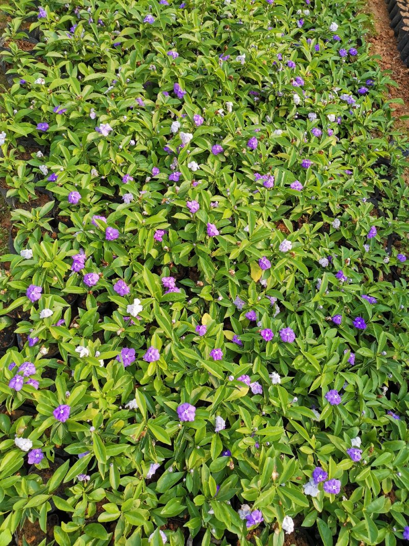鸳鸯茉莉(双色茉莉)花叶紫白色，花香清香不腻