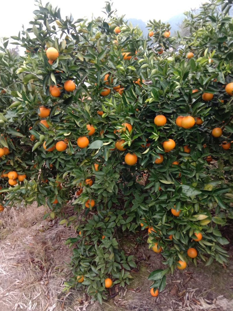 夏橙（荔浦夏橙大量上市，欢迎老板实地看货）
