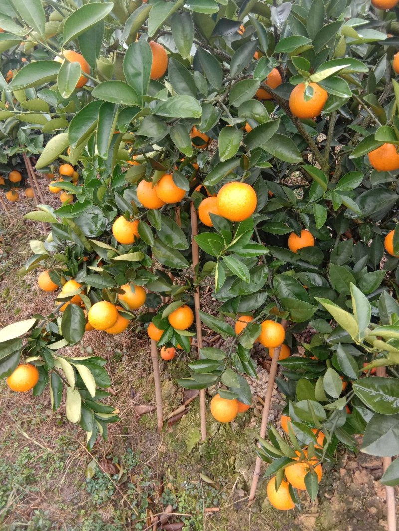 夏橙（荔浦夏橙大量上市，欢迎老板实地看货）