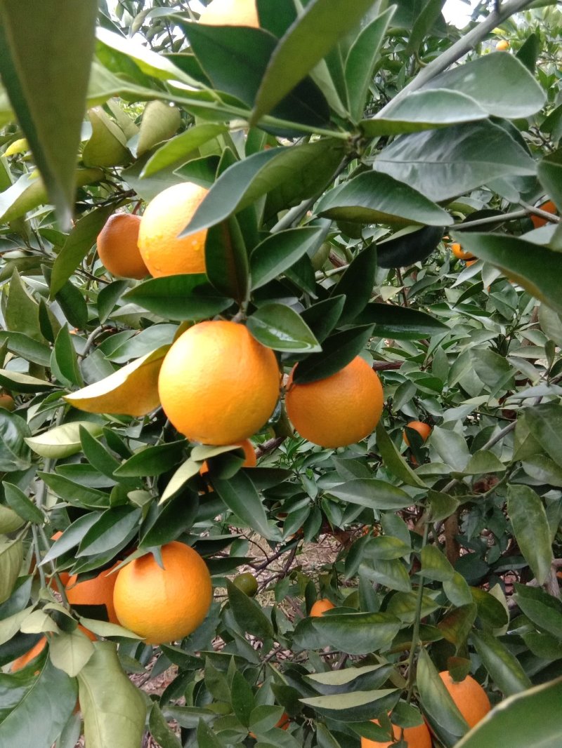 夏橙（荔浦夏橙大量上市，欢迎老板实地看货）