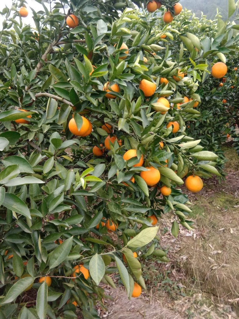 夏橙（荔浦夏橙大量上市，欢迎老板实地看货）