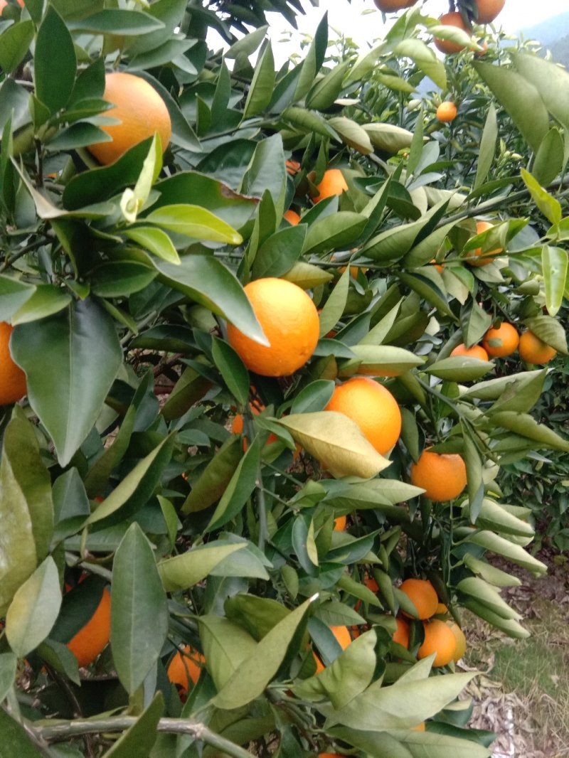 夏橙（荔浦夏橙大量上市，欢迎老板实地看货）