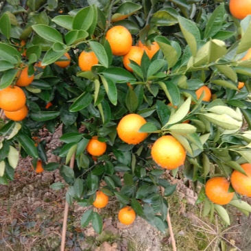 夏橙（荔浦夏橙大量上市，欢迎老板实地看货）