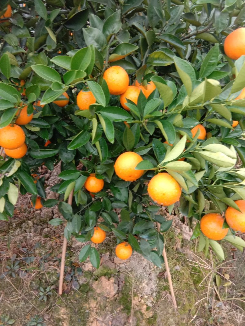 夏橙（荔浦夏橙大量上市，欢迎老板实地看货）