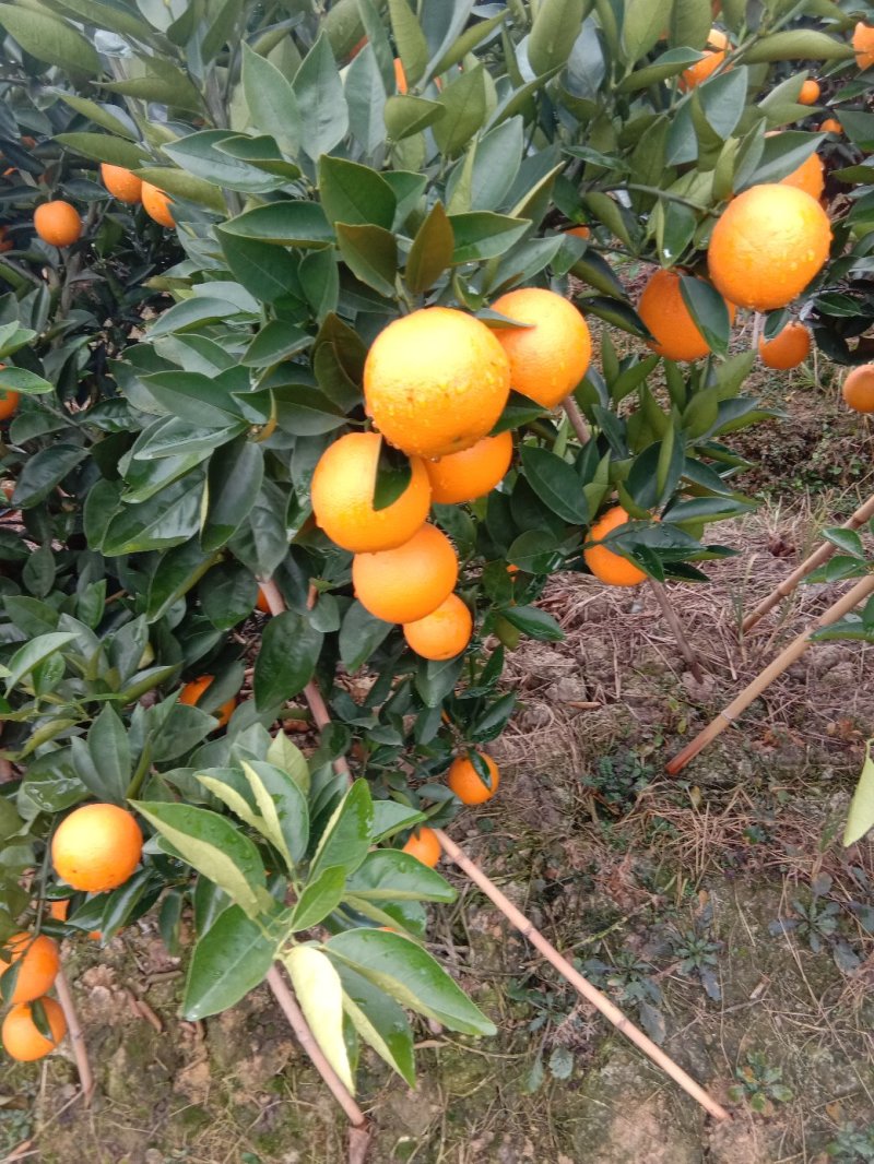夏橙（荔浦夏橙大量上市，欢迎老板实地看货）