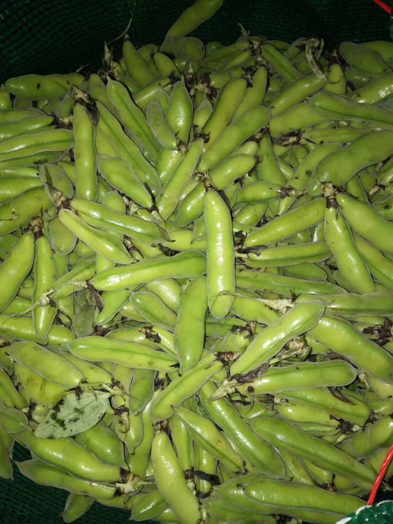 蚕豆
