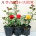 新品包邮带花苞大花月季苗玫瑰花苗浓香月季玫瑰微型月季四季