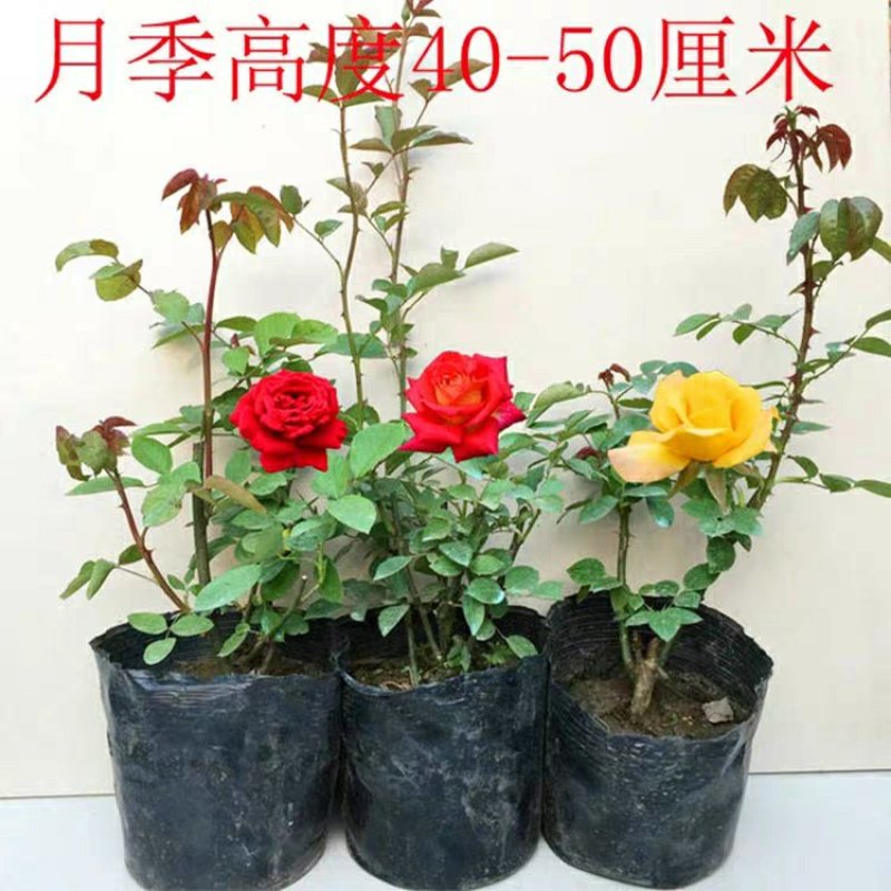 新品包邮带花苞大花月季苗玫瑰花苗浓香月季玫瑰微型月季四季