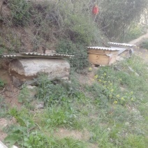 秦岭偏远山区纯野生土蜂蜜