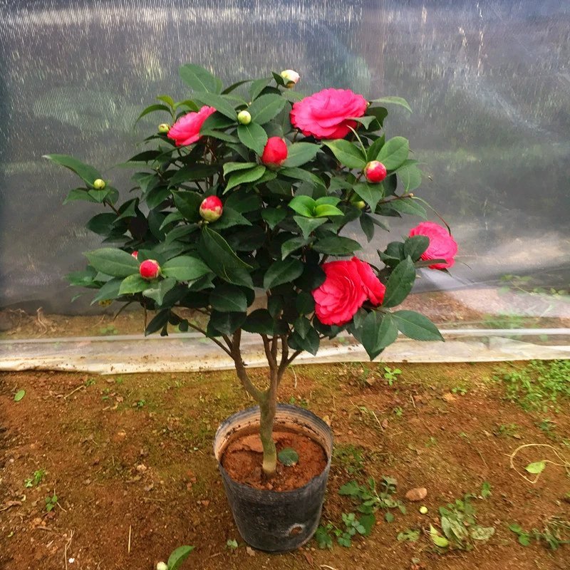 茶花盆栽五色赤丹浓香型带花苞发货带土球