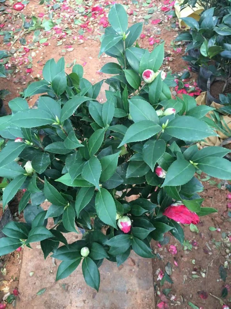 茶花盆栽五色赤丹浓香型带花苞发货带土球