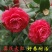 茶花盆栽五色赤丹浓香型带花苞发货带土球