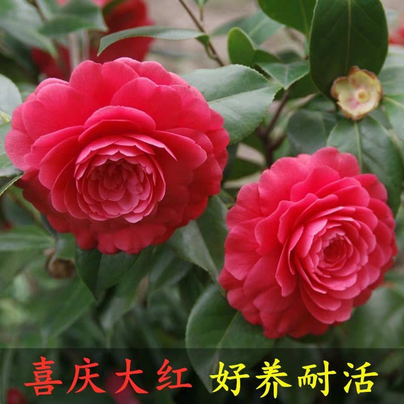 茶花盆栽五色赤丹浓香型带花苞发货带土球