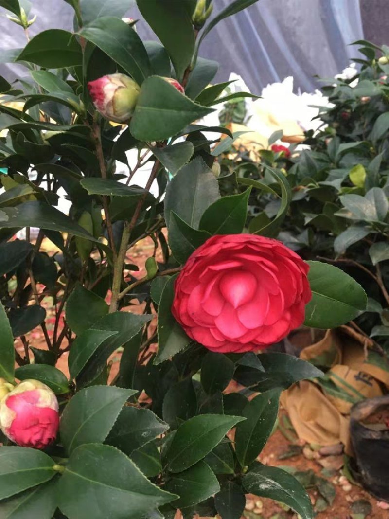 茶花盆栽五色赤丹浓香型带花苞发货带土球