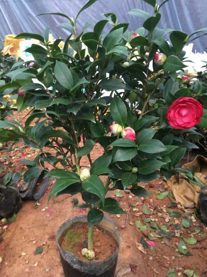 茶花盆栽五色赤丹浓香型带花苞发货带土球