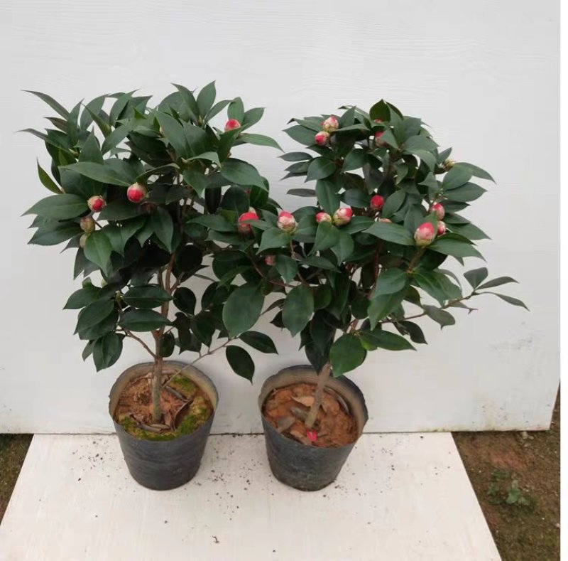茶花盆栽五色赤丹浓香型带花苞发货带土球