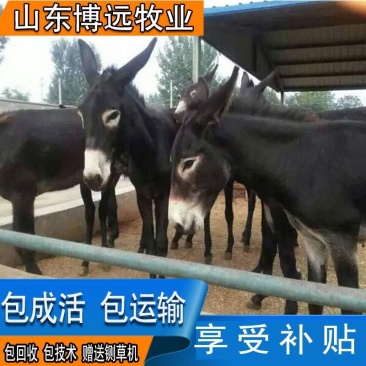 驴苗量大从优包运输提供养殖技术包回收