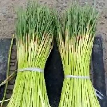 蒜薹精品40~50cm质量好，电商货直发