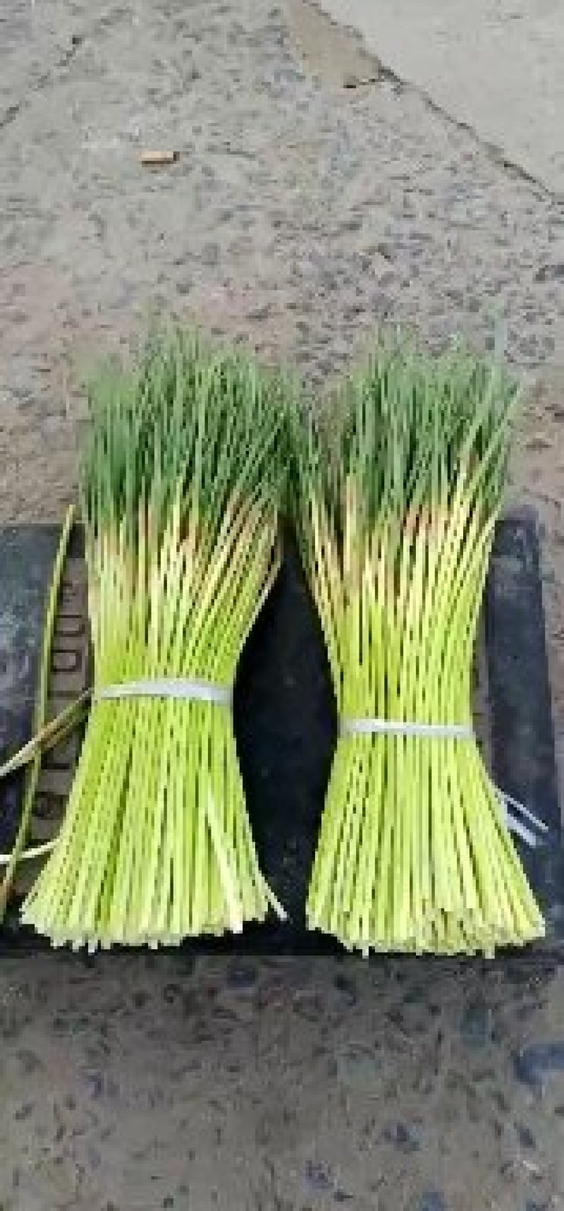 蒜薹精品40~50cm质量好，电商货直发