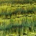 蒜薹精品40~50cm质量好，电商货直发