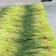 蒜薹精品40~50cm质量好，电商货直发