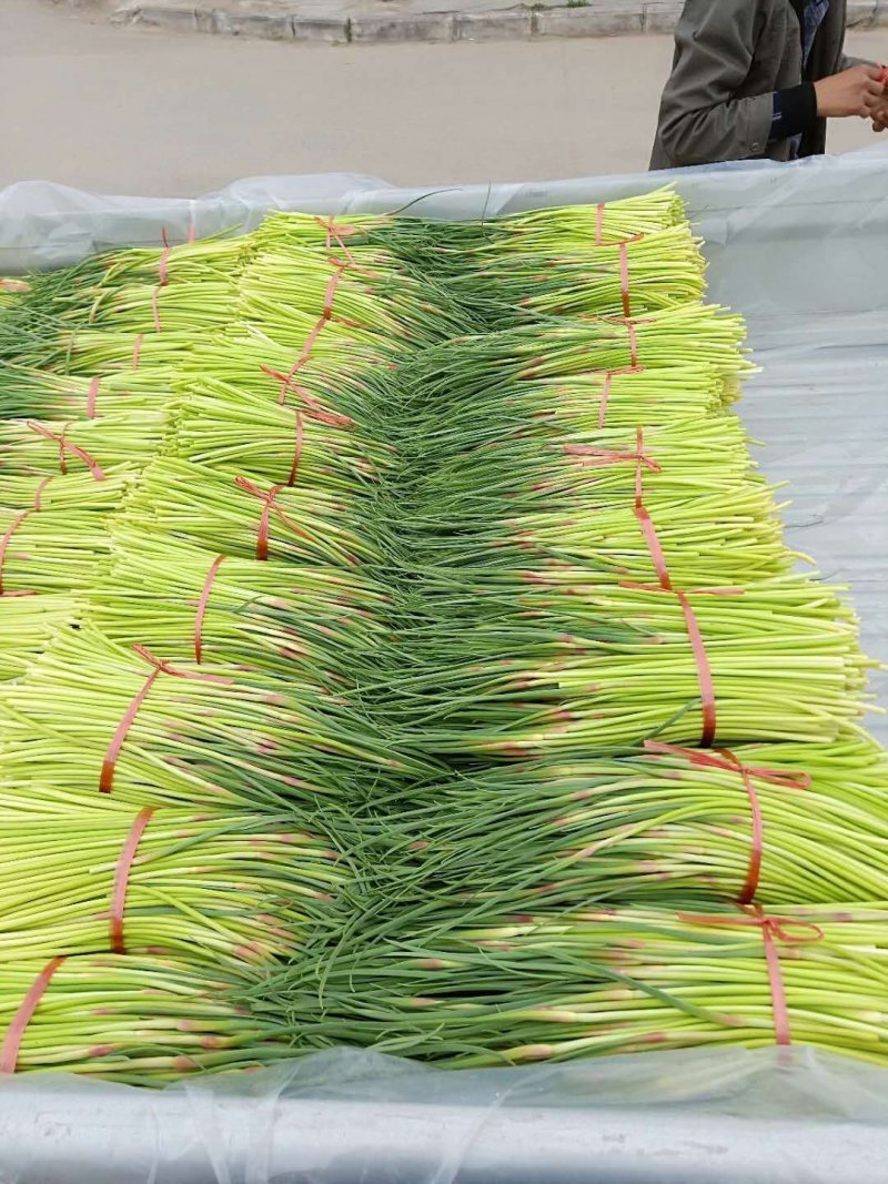 蒜薹精品40~50cm质量好，电商货直发