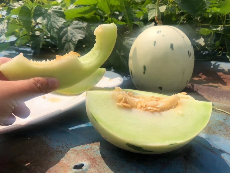 月露瓜