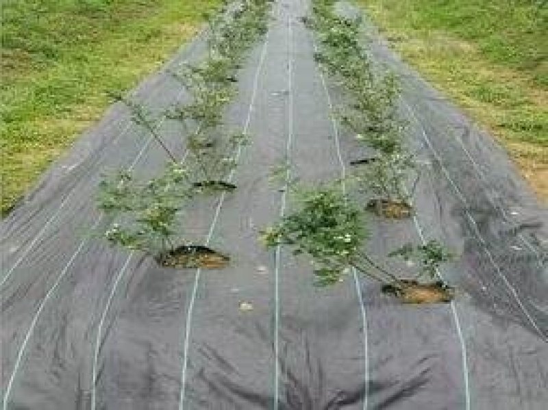 防草布厂家，果园除草布，打孔切片开缝除草布盖草布厂家供货