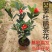 茶花四季杜鹃红山茶花盆栽带花苞室内带土球