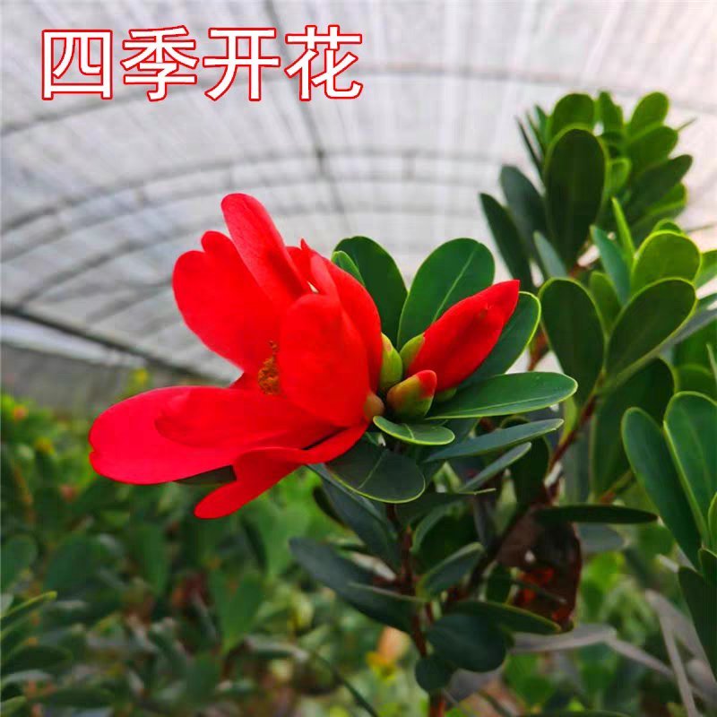 茶花四季杜鹃红山茶花盆栽带花苞室内带土球